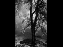 Shaun Brierley-Morning light-Highly Commended.jpg